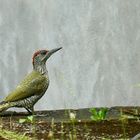 Grünspecht (Picus viridis)