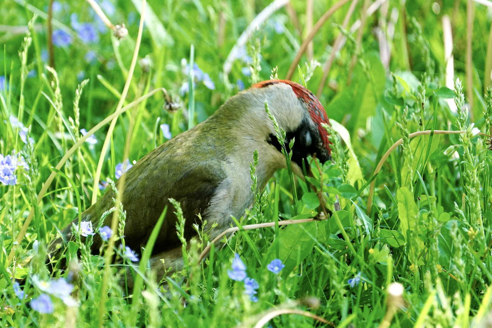 Grünspecht (Picus viridis)