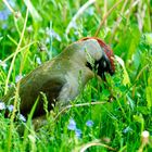 Grünspecht (Picus viridis)