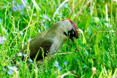 Grünspecht (Picus viridis)