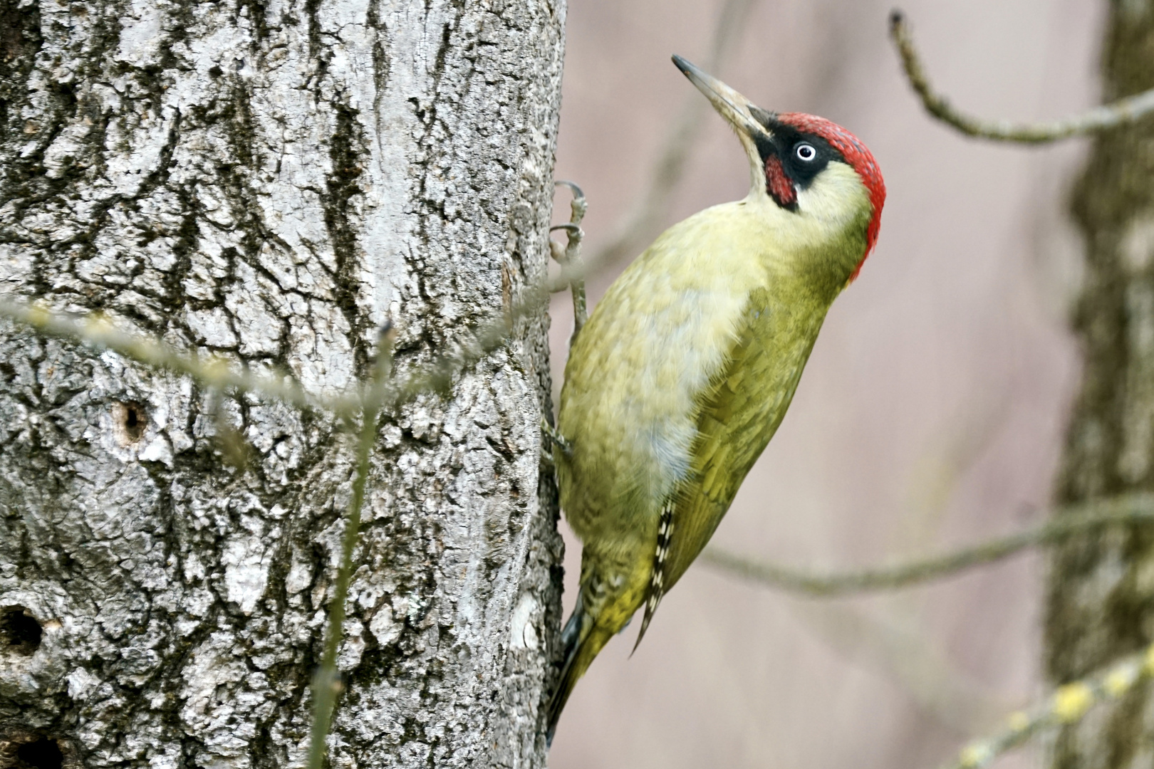 Grünspecht (Picus viridis)