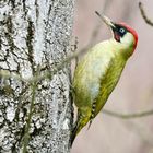 Grünspecht (Picus viridis)