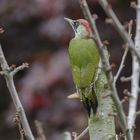 Grünspecht (Picus viridis) 