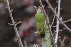 Grünspecht (Picus viridis) 