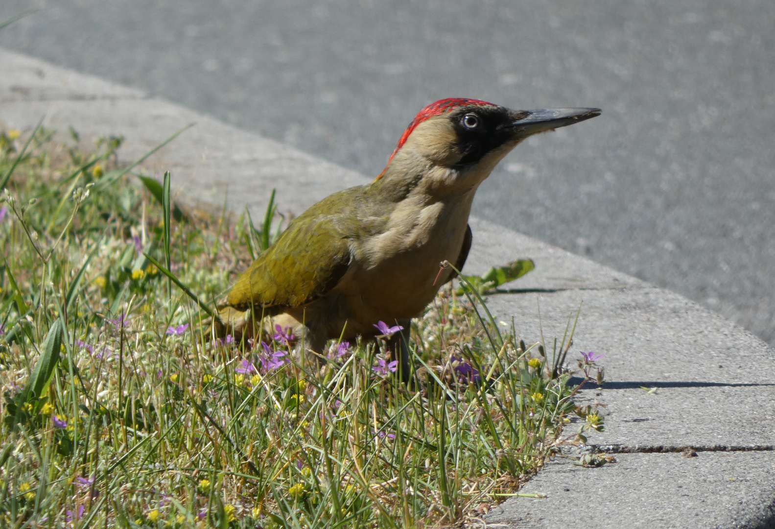 Grünspecht (Picus viridis)