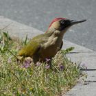 Grünspecht (Picus viridis)