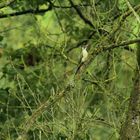 Grünspecht   (Picus viridis)