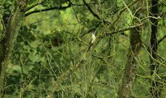 Grünspecht   (Picus viridis)