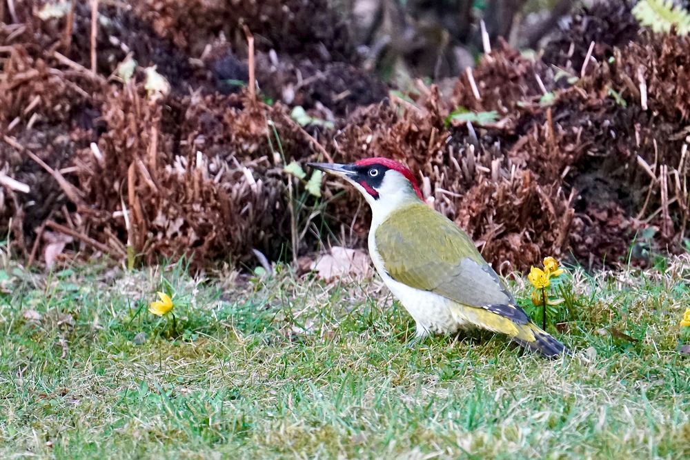 Grünspecht (Picus viridis)