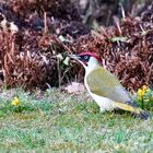 Grünspecht (Picus viridis)