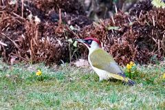 Grünspecht (Picus viridis)