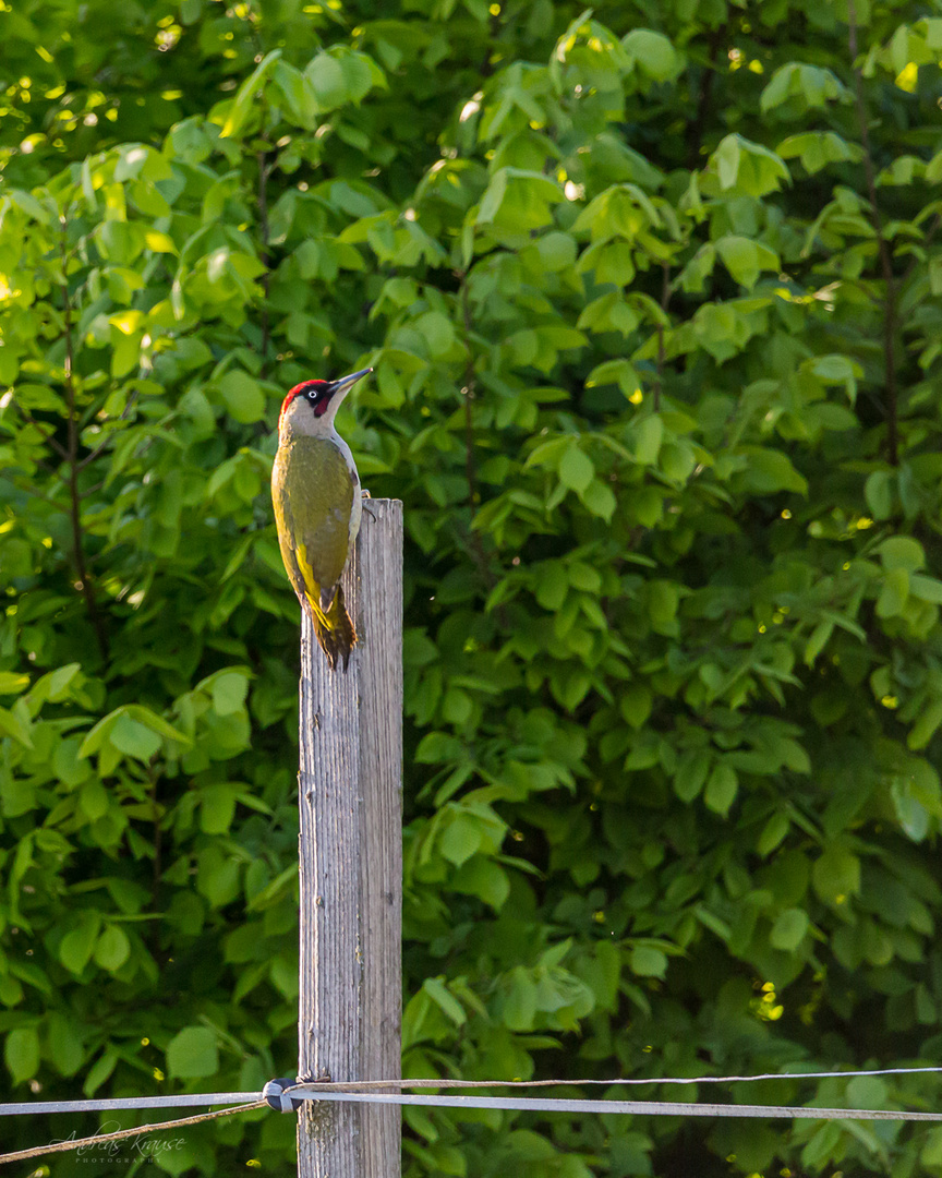 Grünspecht (Picus viridis) 