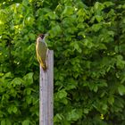 Grünspecht (Picus viridis) 