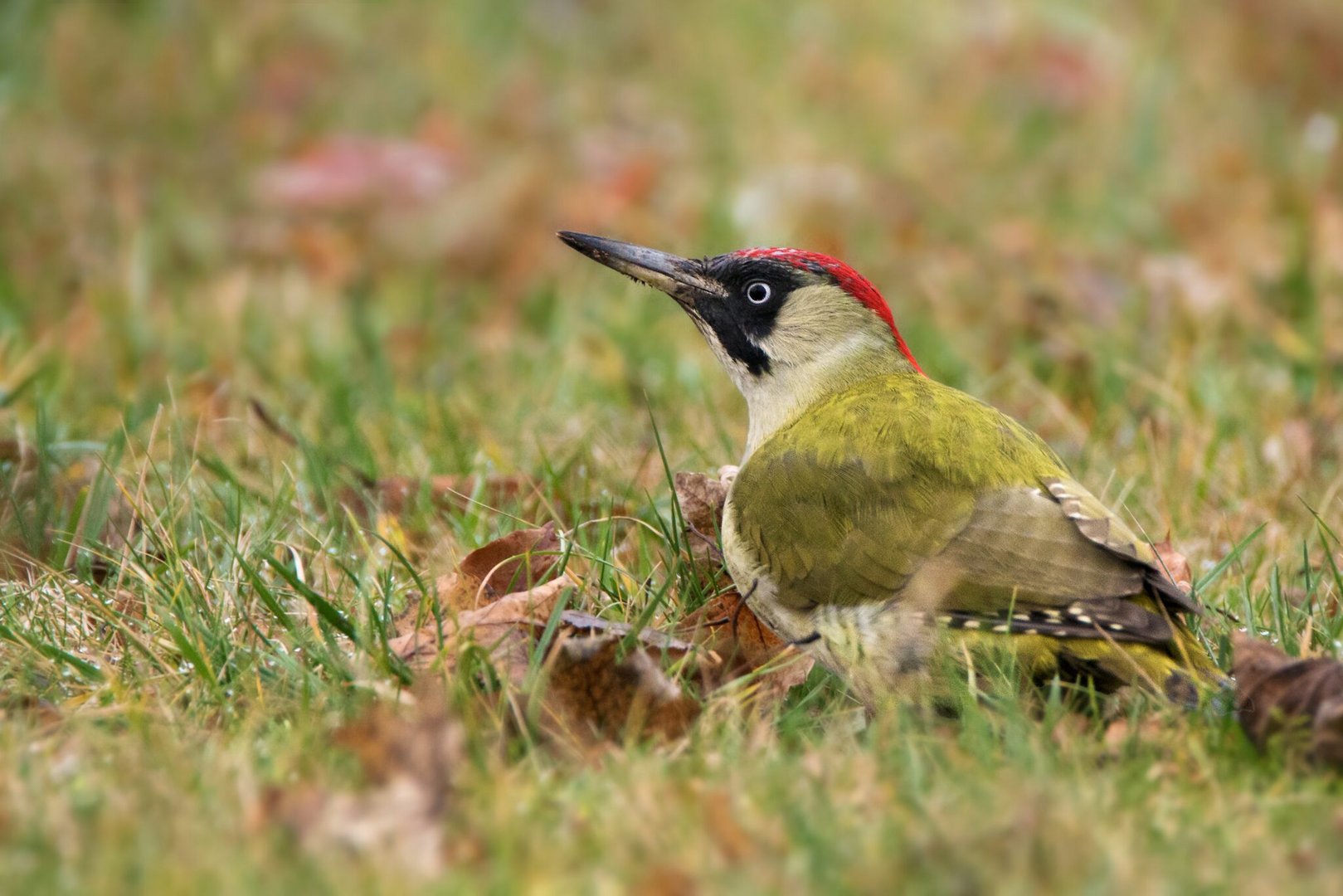 Grünspecht - Picus viridis