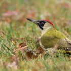 Grünspecht - Picus viridis