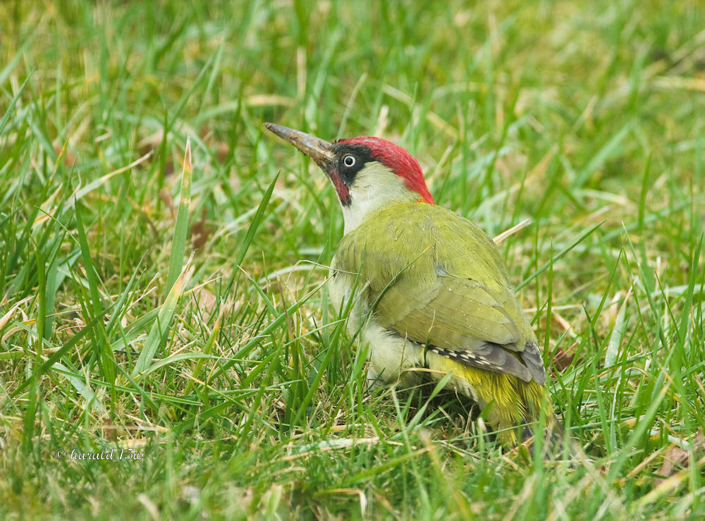 Grünspecht (Picus viridis)