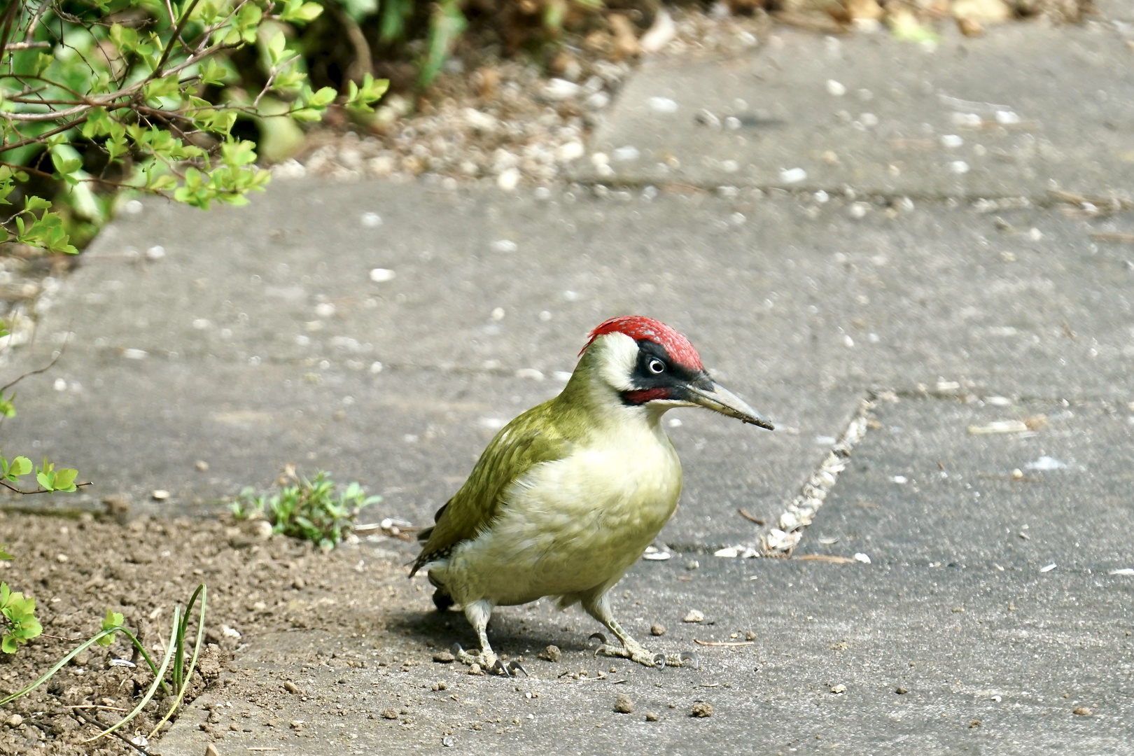 Grünspecht (Picus viridis)