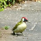 Grünspecht (Picus viridis)