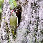 Grünspecht (Picus viridis)