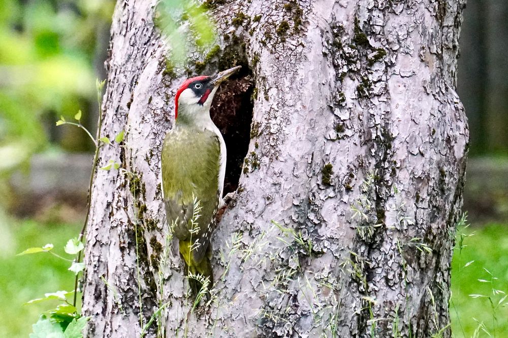 Grünspecht (Picus viridis)