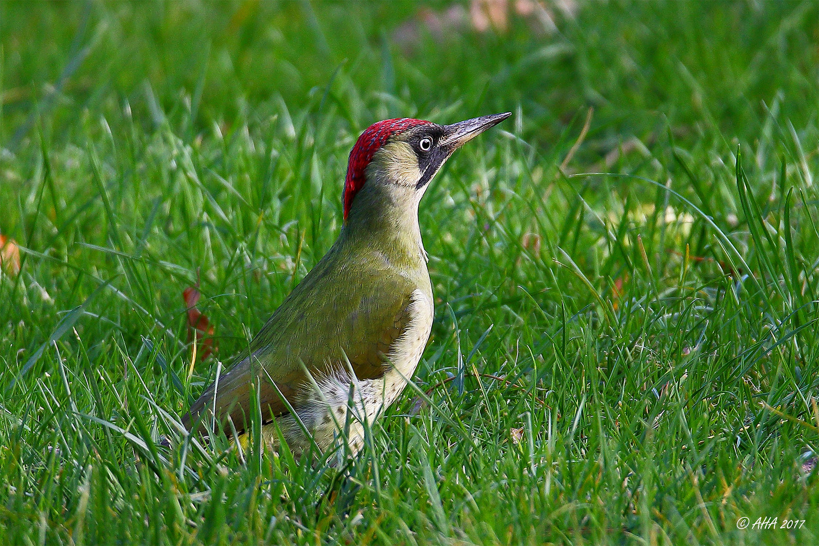 Grünspecht (Picus viridis)