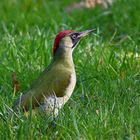 Grünspecht (Picus viridis)