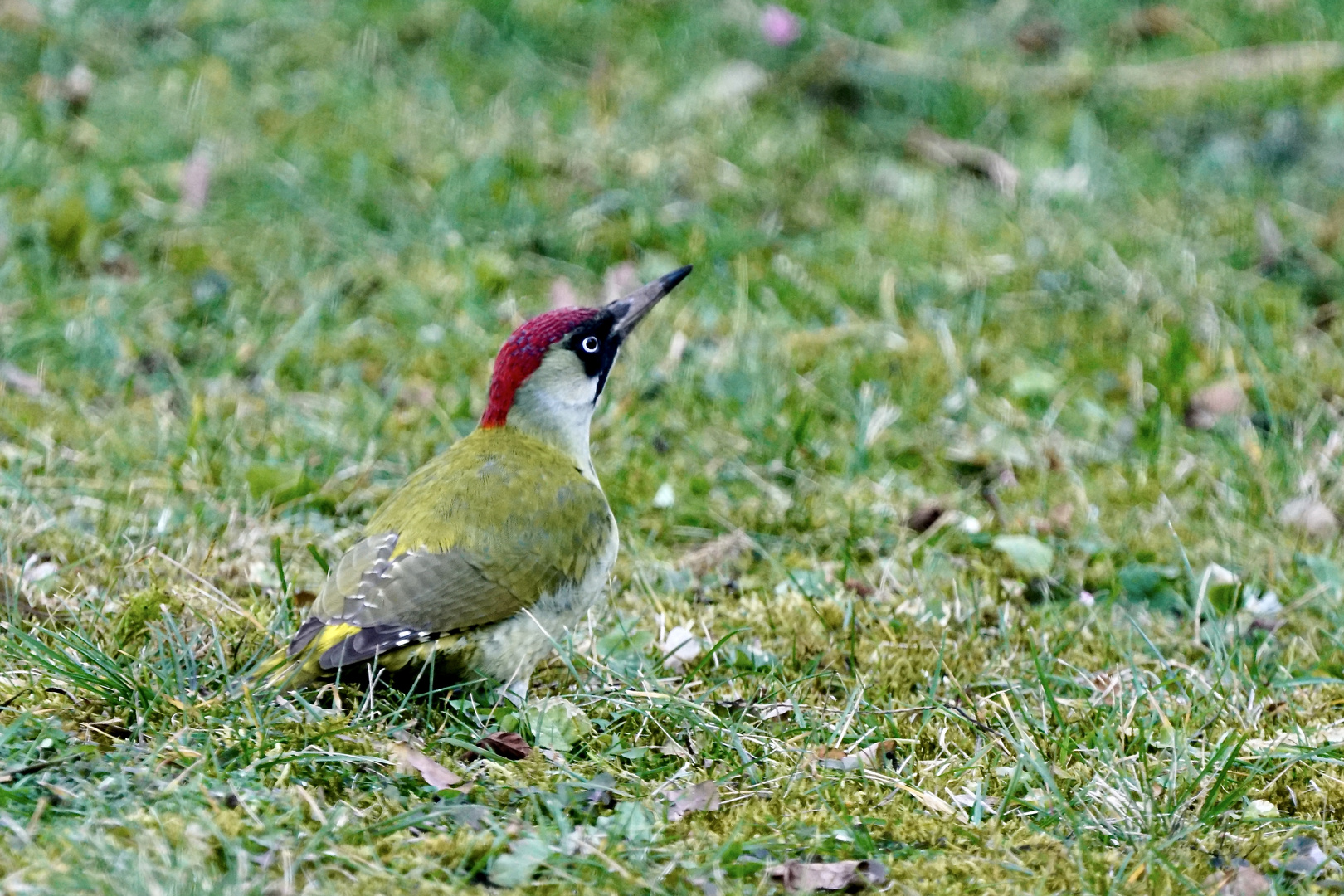 Grünspecht (Picus viridis)