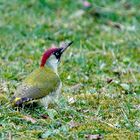 Grünspecht (Picus viridis)