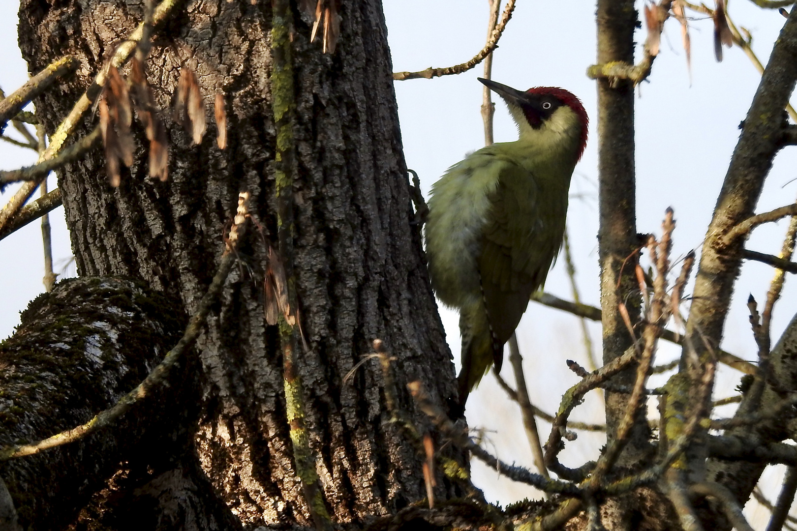 Grünspecht (Picus viridis)