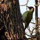 Grünspecht (Picus viridis)