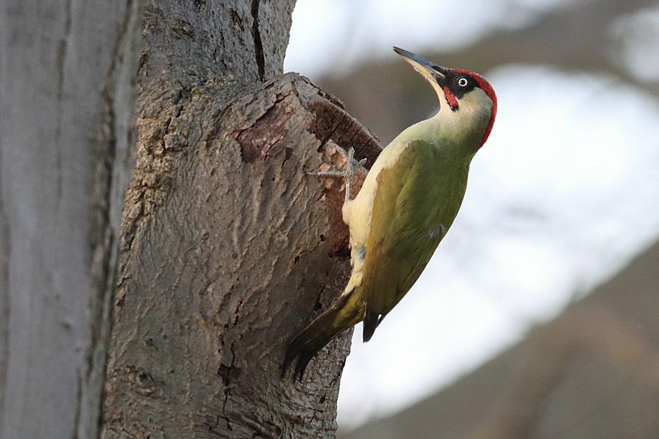 Grünspecht - Picus viridis