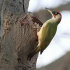 Grünspecht - Picus viridis