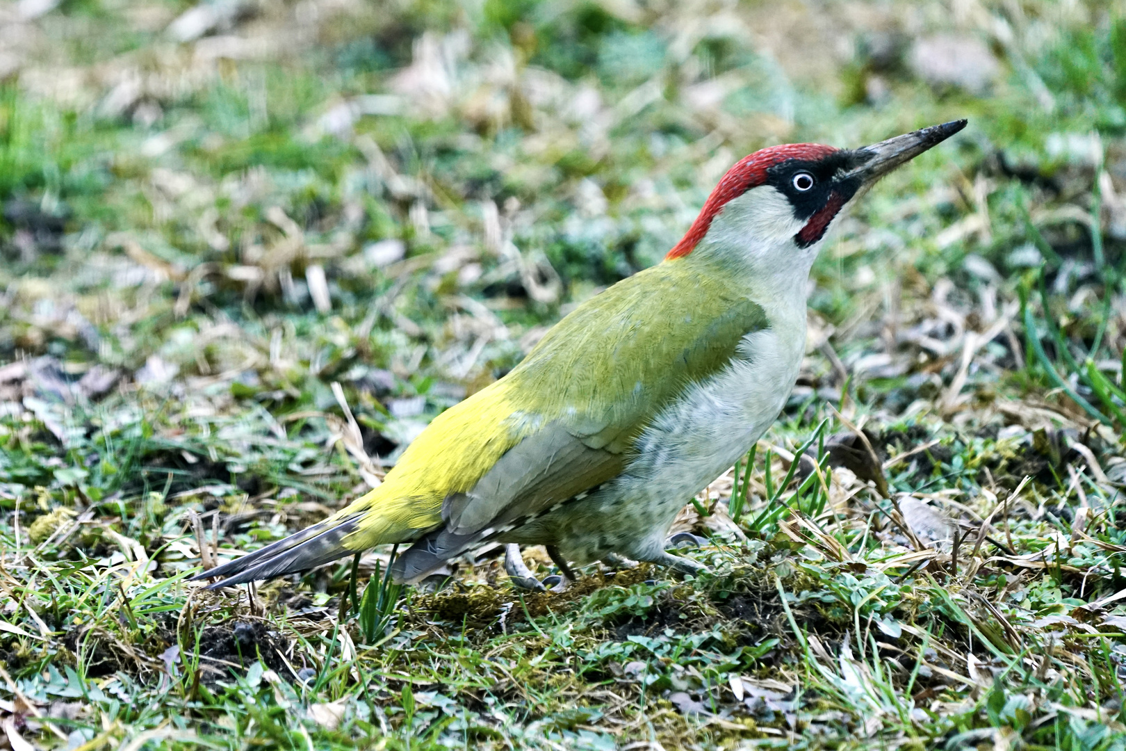 Grünspecht (Picus viridis)