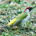 Grünspecht (Picus viridis)