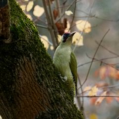 Grünspecht (Picus viridis)