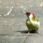 Grünspecht (Picus viridis)