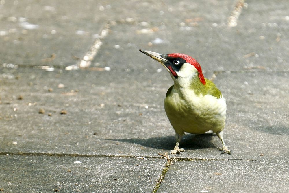 Grünspecht (Picus viridis)