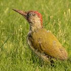 Grünspecht (Picus viridis)