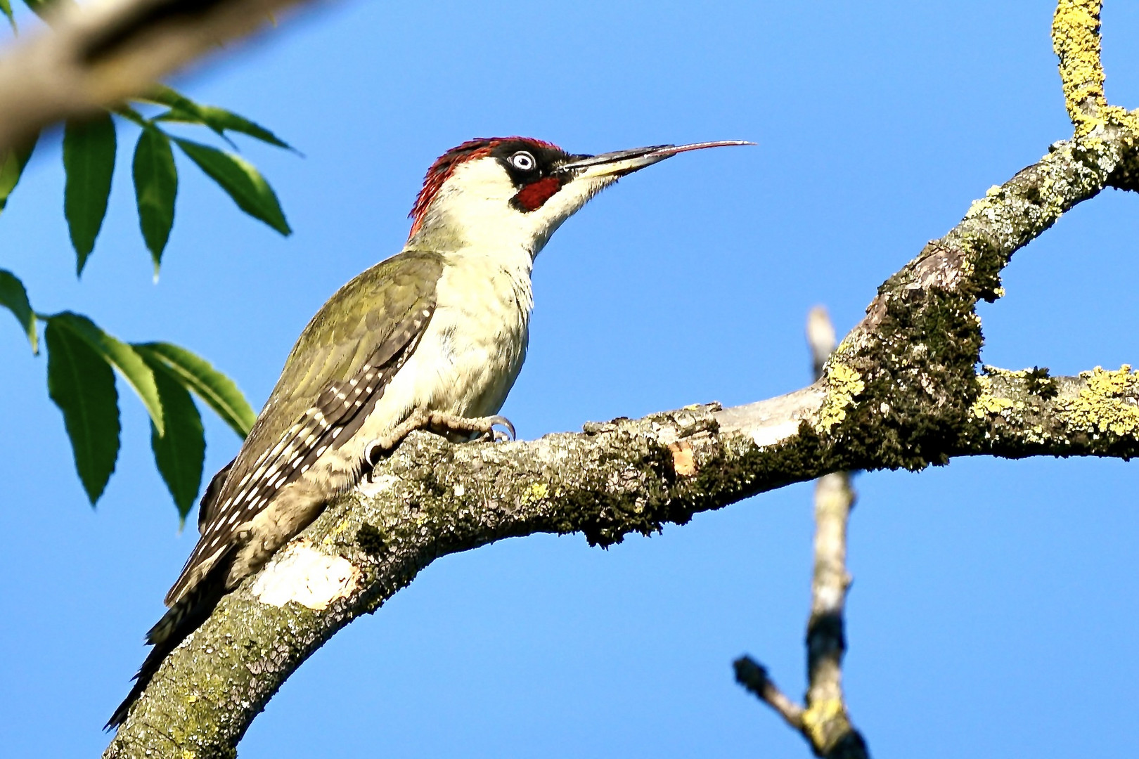 Grünspecht (Picus viridis)