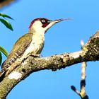 Grünspecht (Picus viridis)