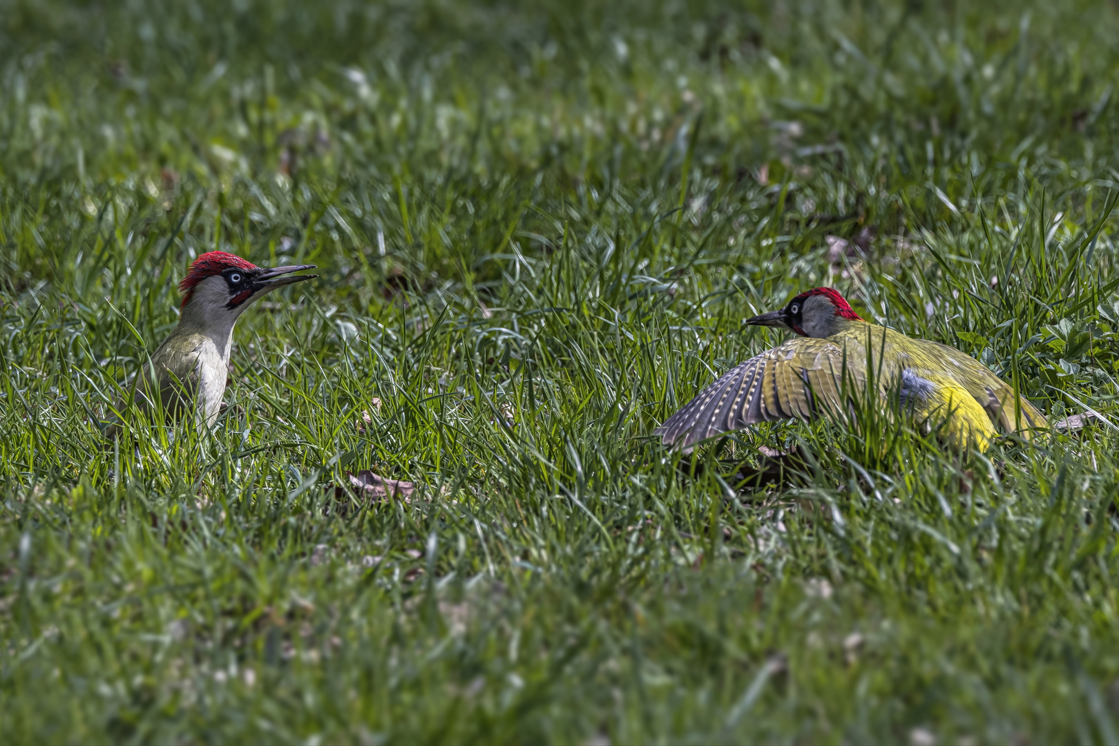  Grünspecht (Picus viridis)