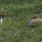  Grünspecht (Picus viridis)