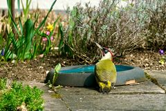 Grünspecht (Picus viridis)