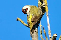 Grünspecht (Picus viridis)