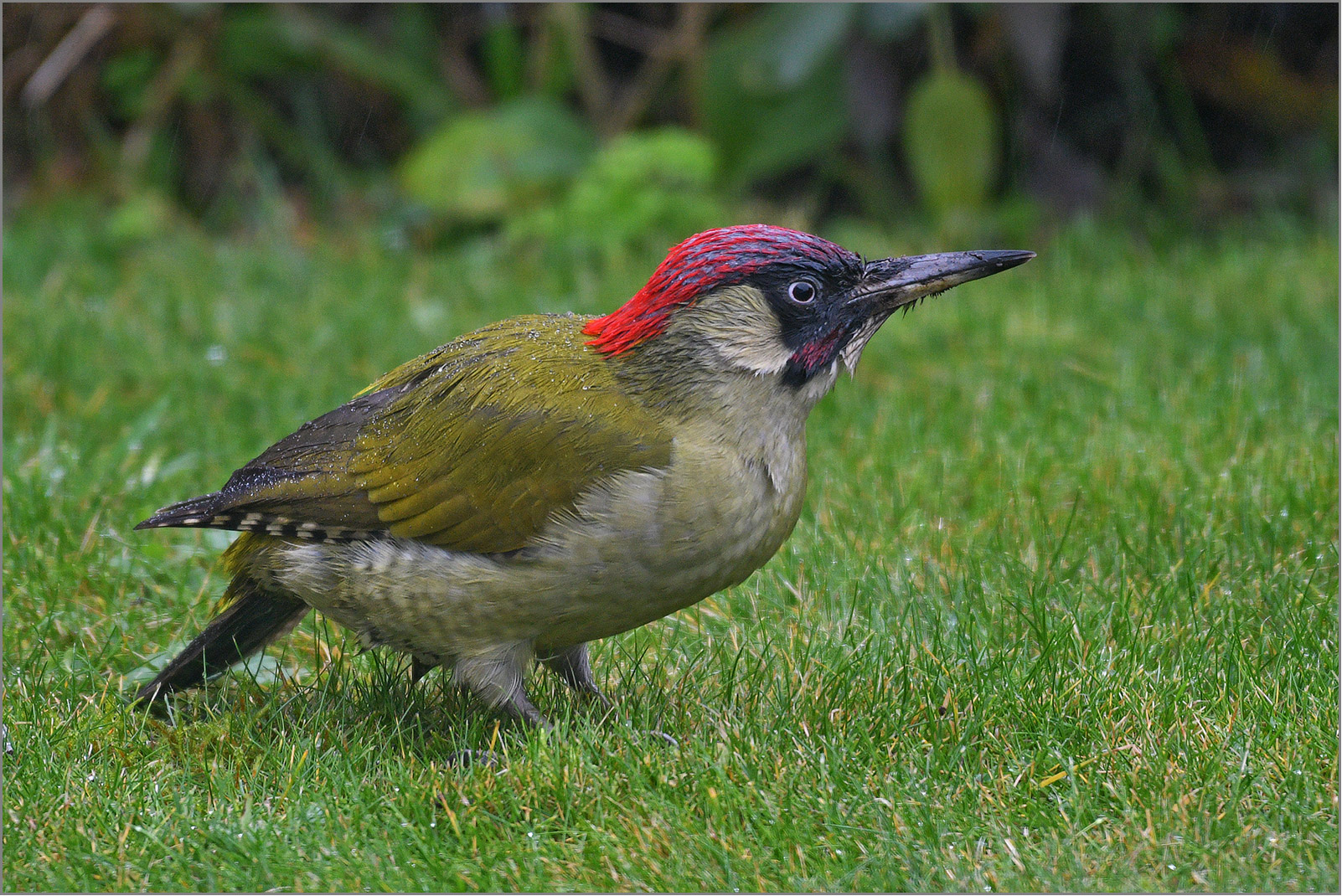 Grünspecht  -  Picus viridis