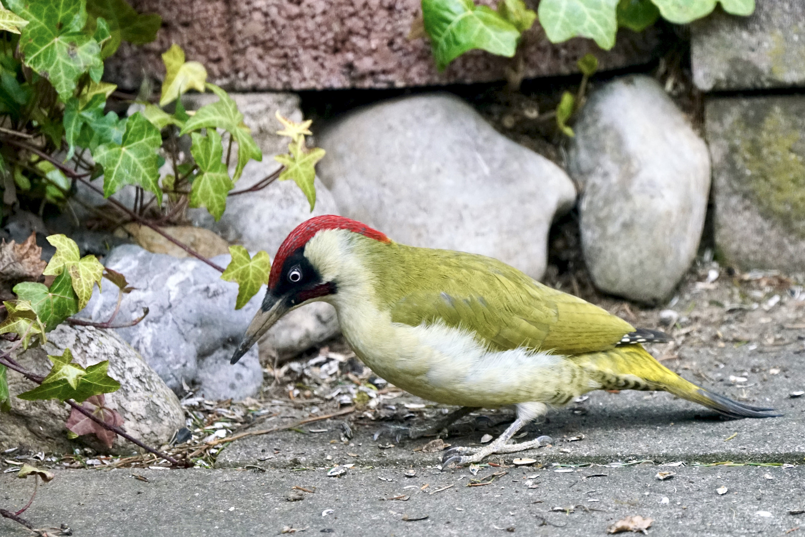 Grünspecht (Picus viridis)