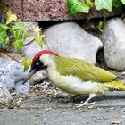 Grünspecht (Picus viridis)