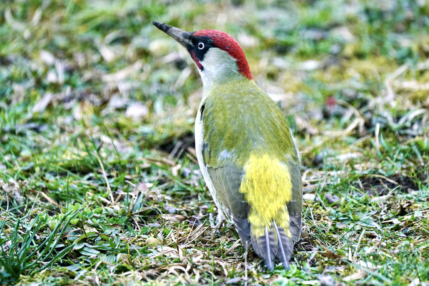 Grünspecht (Picus viridis)