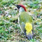 Grünspecht (Picus viridis)