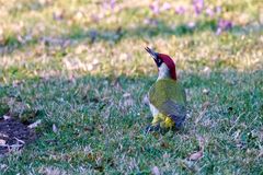 Grünspecht (Picus viridis)